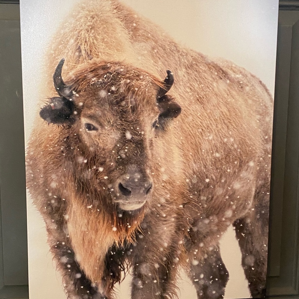 New buffalo canvas